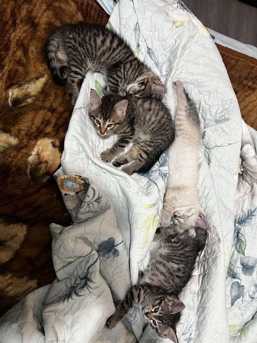 Отдам в добрые руки