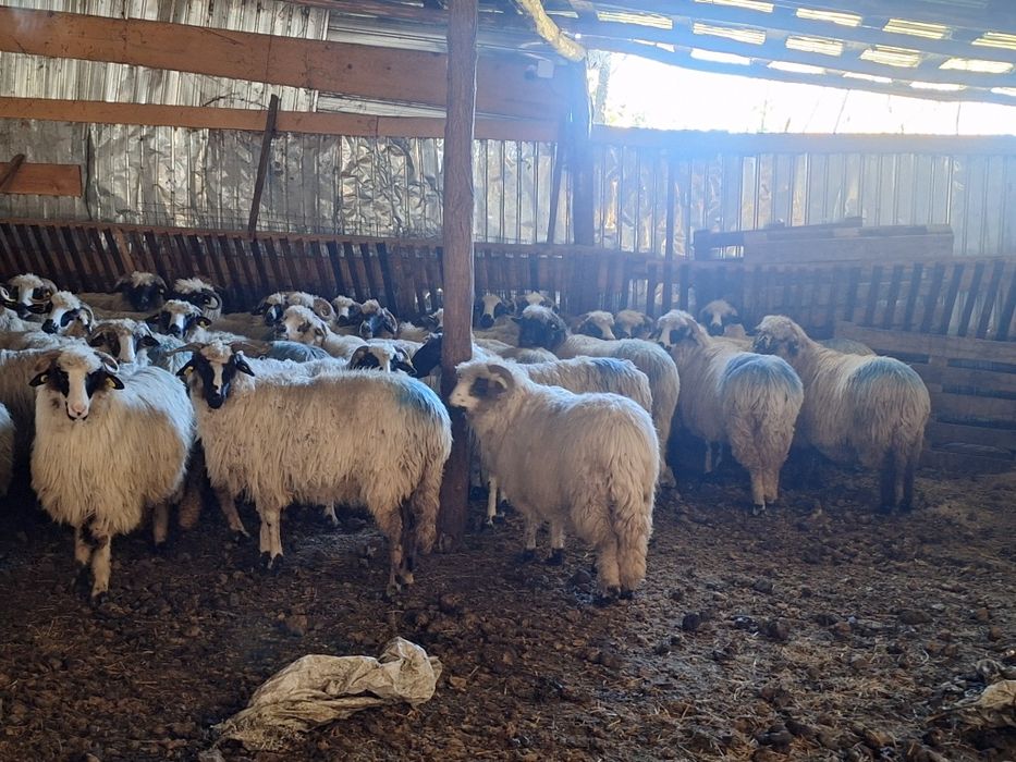 Vand urgent oii bune