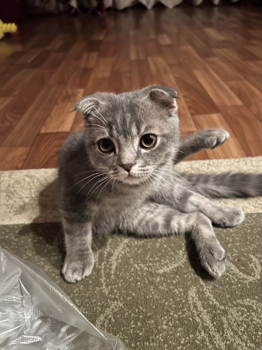 Шотланский мысық