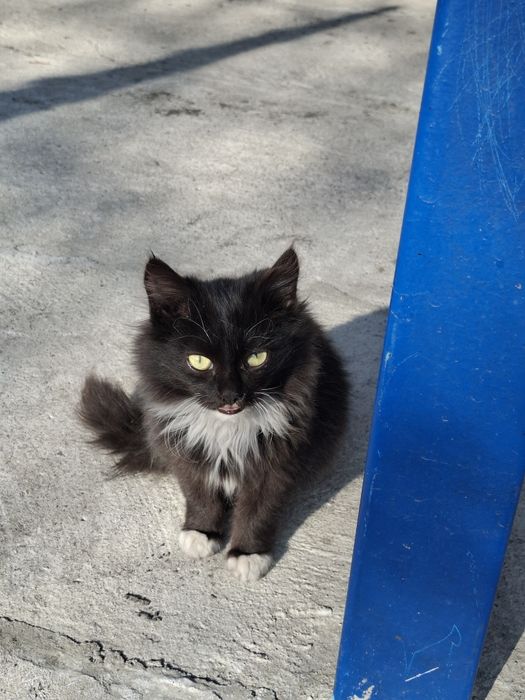 Малыши котенки малчики