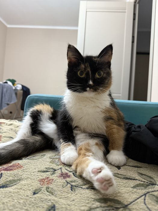 Отдам кошку в добрые руки