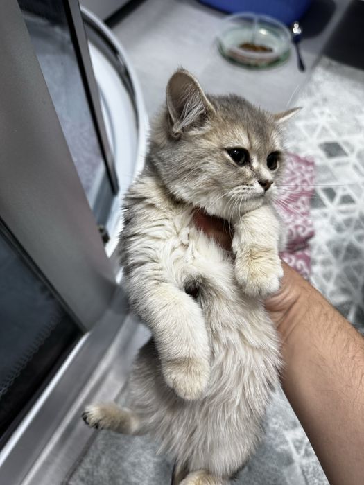 Продается Британская голубая Шиншила котонек 3 месяца.