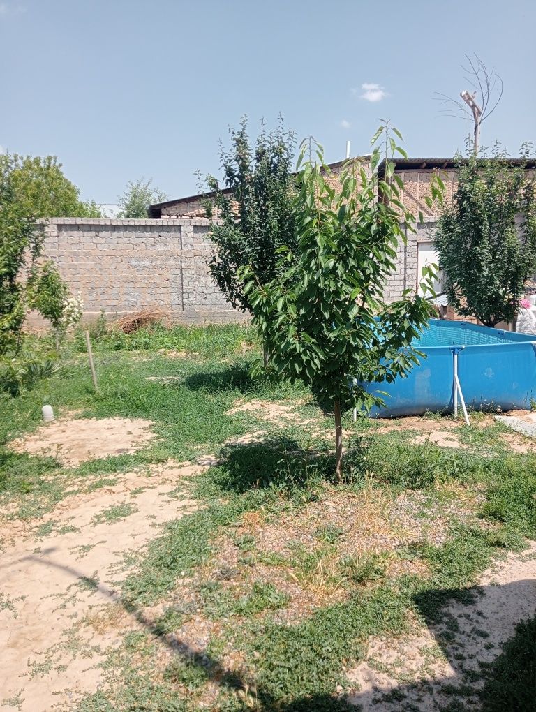 Уй ховли сотилади Маданиятда.