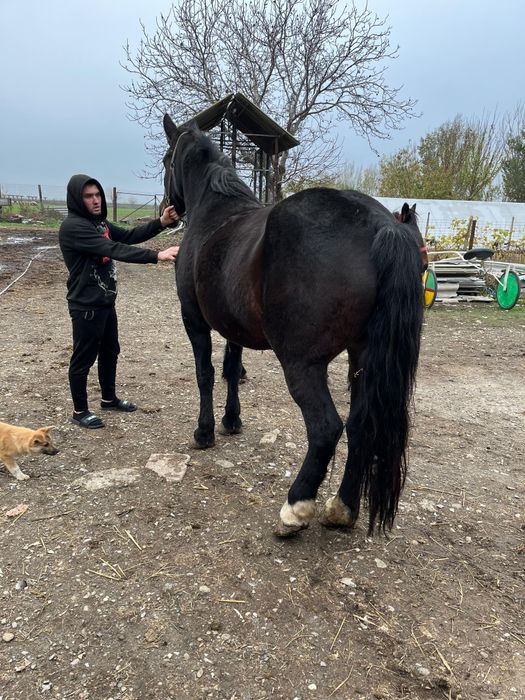 Iapa semigrea originală