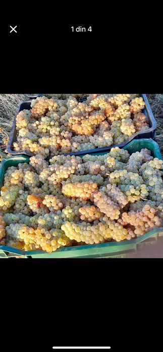 Struguri de vin.
