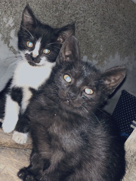 Dau spre adoptie pui de pisica