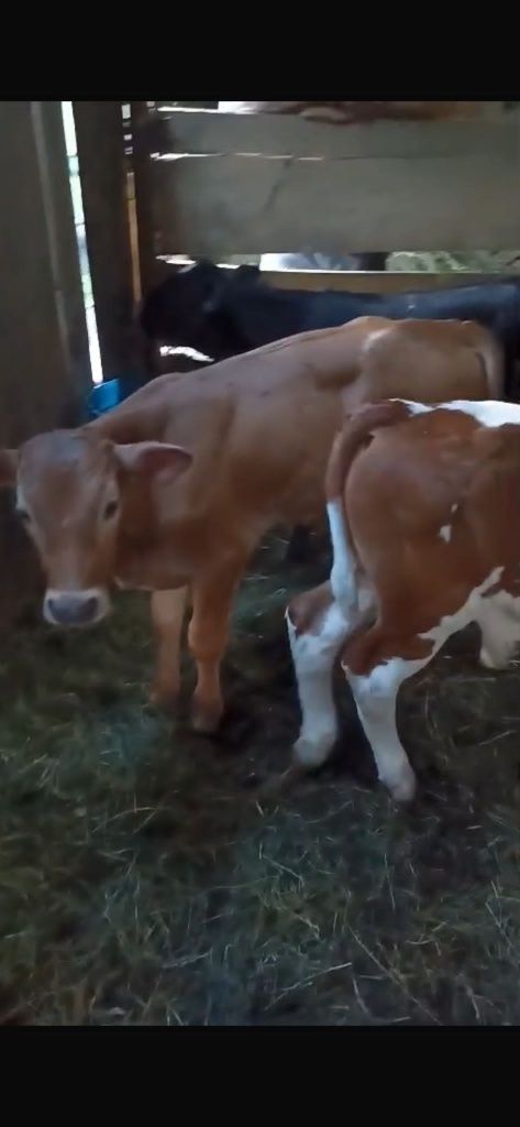 15 taurasi de vânzare între 90 100 și 110 kg