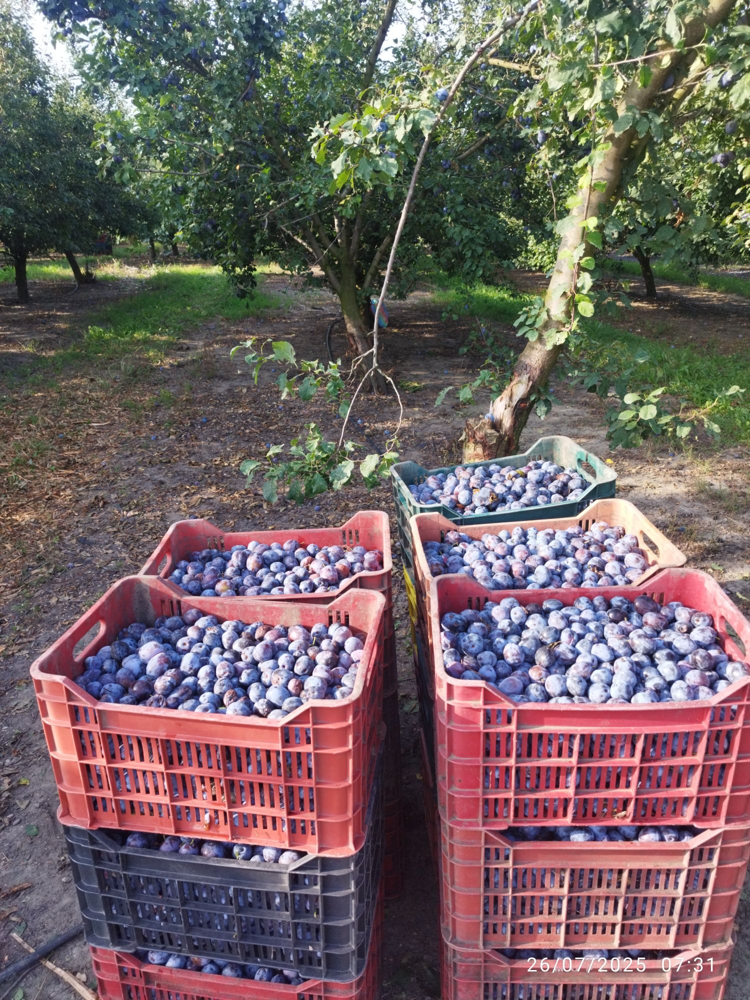 Vând prune pentru țuică și rachiu