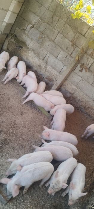 Свободни 15 броя прасенца на 2 месеца.