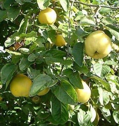 Pomi Străvechi Glia Strămoșească (Soiuri De Gutui )