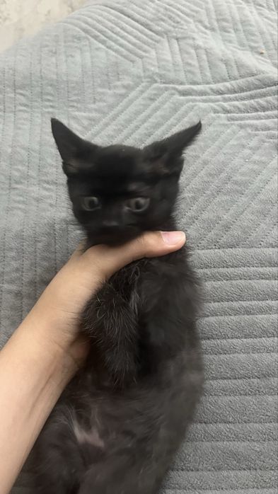 Котенок бесплатно в добрые руки