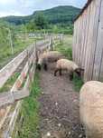 Vand oi de carne suffolk