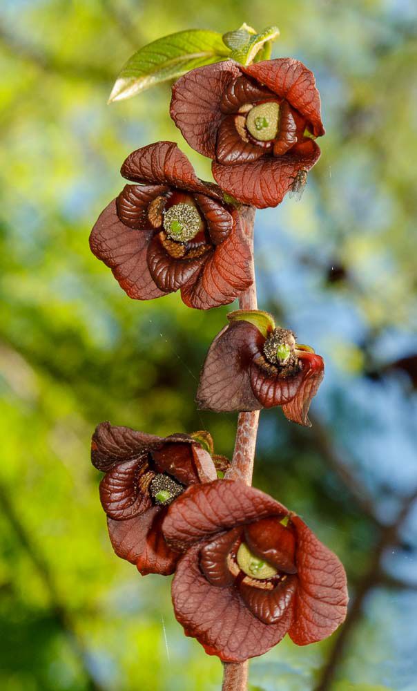 Banana nordului / paw paw