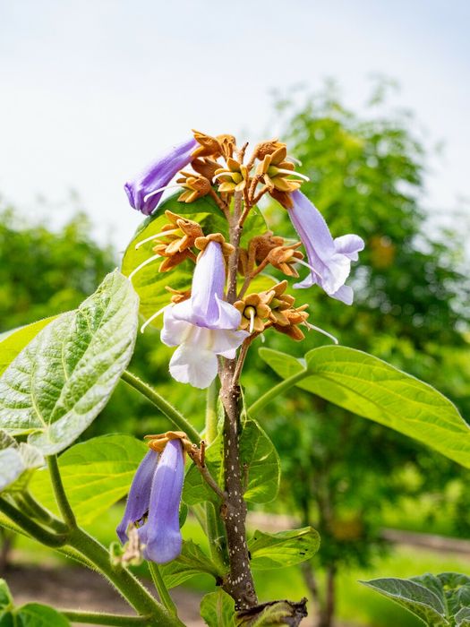 Pomi Ornamentali (Paulownia Tomentosa)