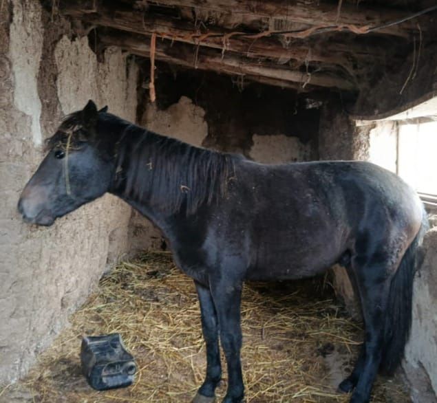 Жеребец продается