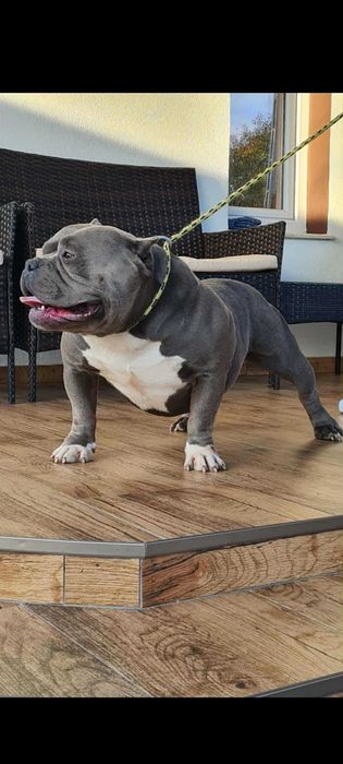 American Bully pocket