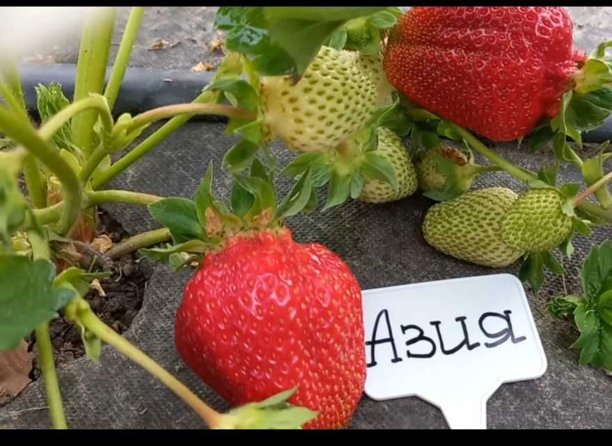 Качествен разсад ягоди