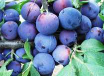 Vând prune de țuică pălincă