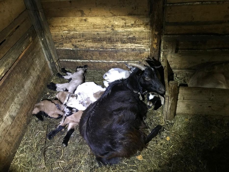 Iezi si  miei capre de tinut sau sacrificat