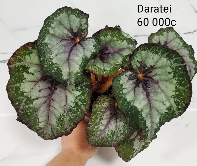 Бегонии декоративно лиственные.