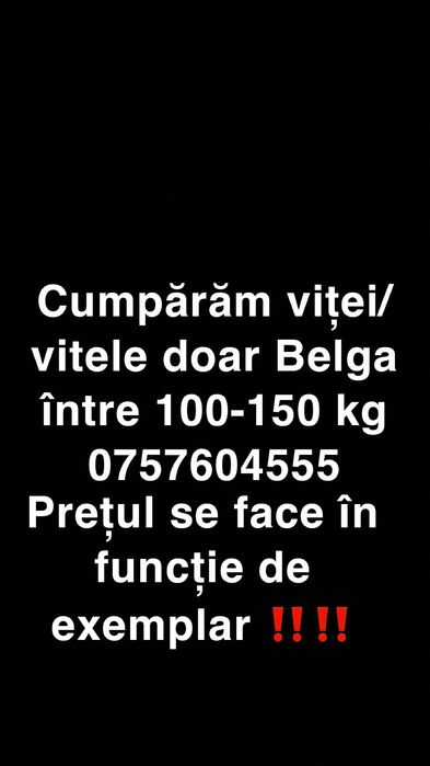 Achizzzzzzzitionnnnnam viței belga