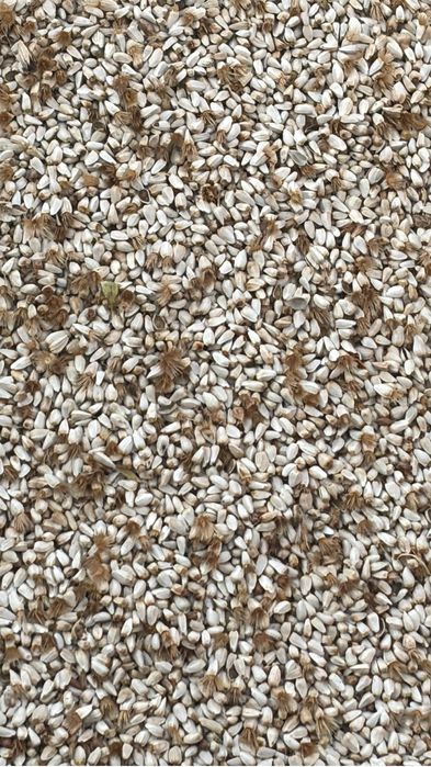 Продам сафлор на корма