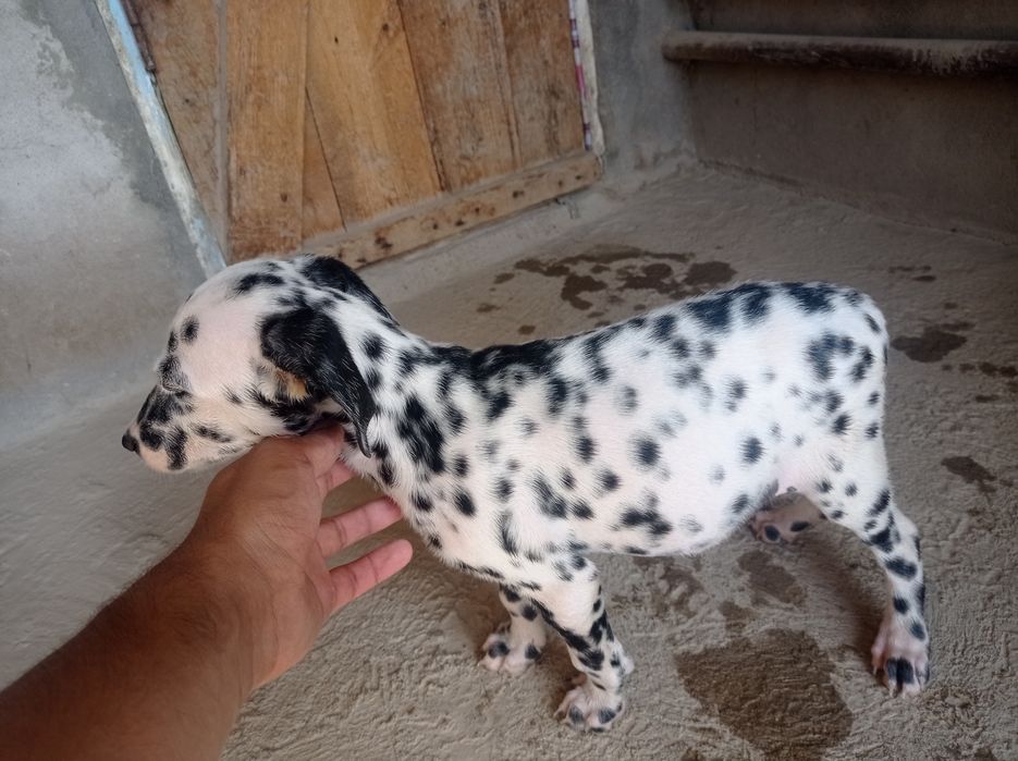 Chiroyli Dalmatin kuchuk bolasi sotiladi