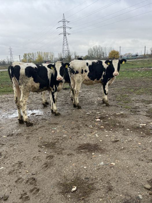 Vitele holstein rasa pura