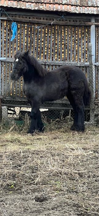 Armasar pentru monta sau vanzare