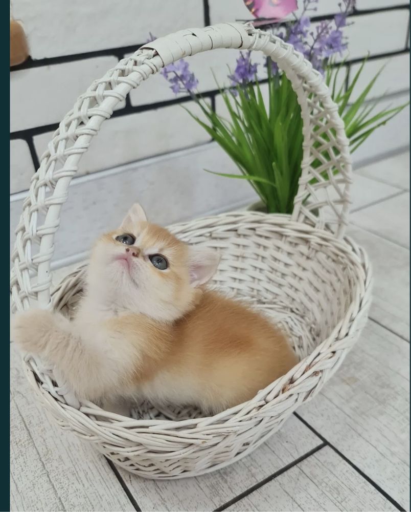 Продается золотой котёнок золотая Шиншила