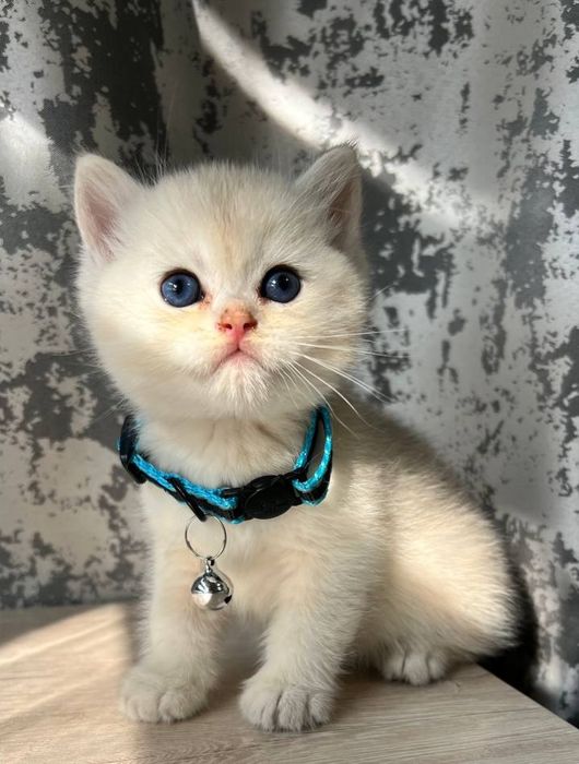 Serebristiy shinshila britan sotiladi