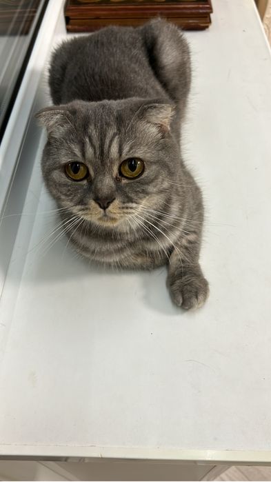 Отдам в добрые руки двух кошечек породы вислоухие