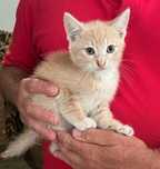Pui pisica pentru adoptie
