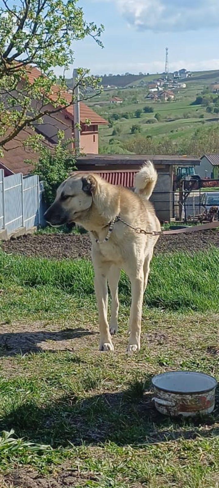 mascul kangal original