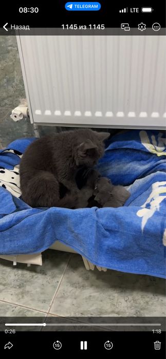 Продаётся кошка с котятами.