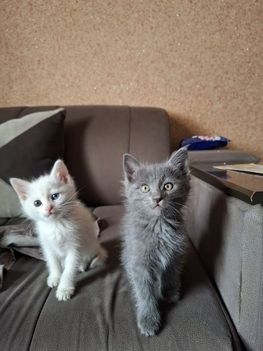 Продаются котята