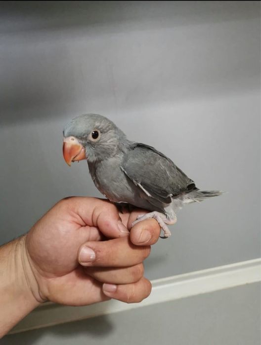 Papagali vorbitori pui blanzi micul alexandru alexander