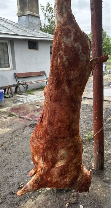 Berbecuti pentru MACELARIE, PROTAP sau PASTRAMA - 5km de bucuresti