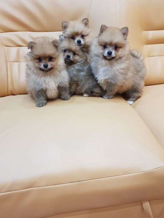 Померан померанчета Гр София снимки от днес 05.12.2025г