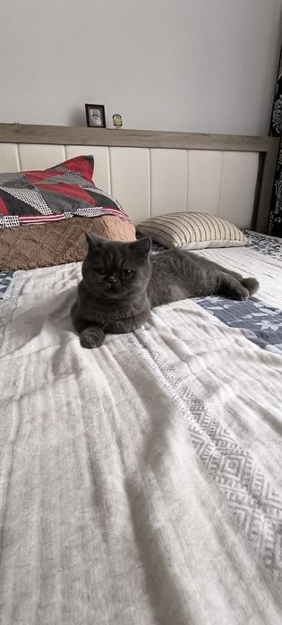 Pisica british shorthair