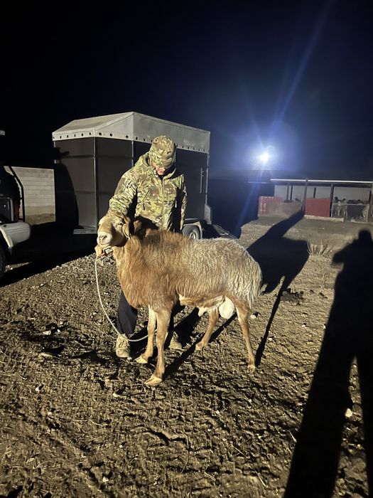 Кошкар плименной