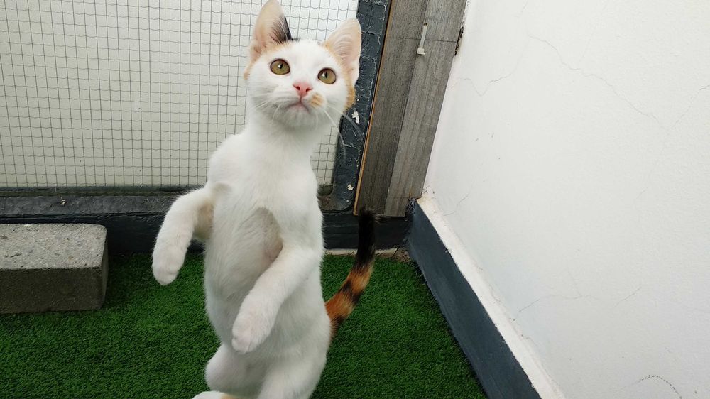 Подарявам котенце