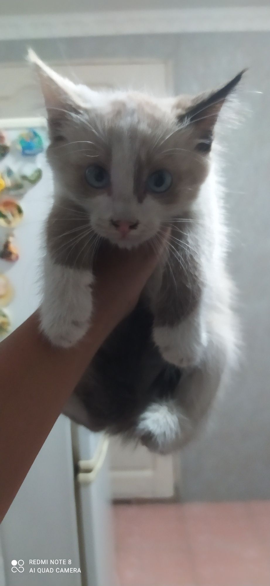 Продаётся Кошка Рэгдол