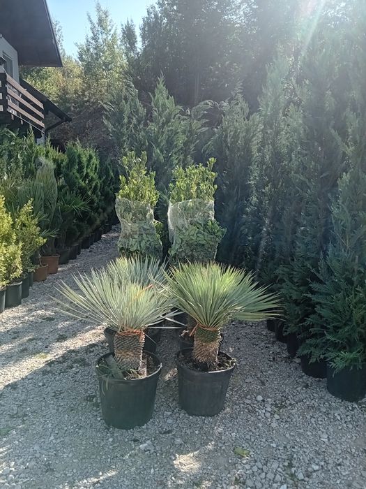 Plante ornamentale decorative