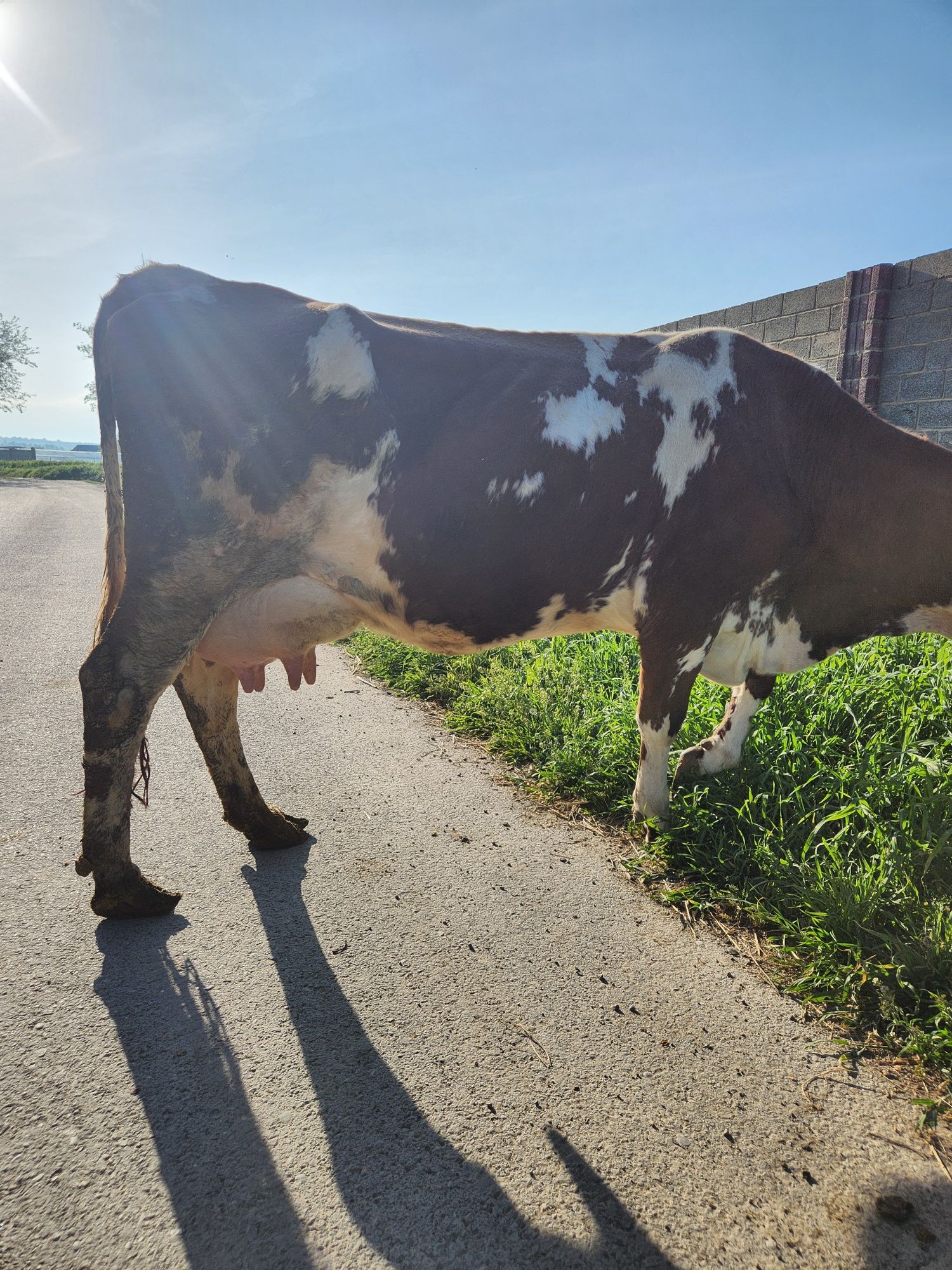 Корова с теленком молочная очень спокойная молоко даёт много 18 20 лит