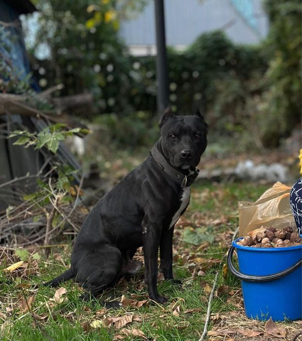 Бронь щенков питбуля