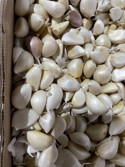 Usturoi pentru plantat si de comercealizat