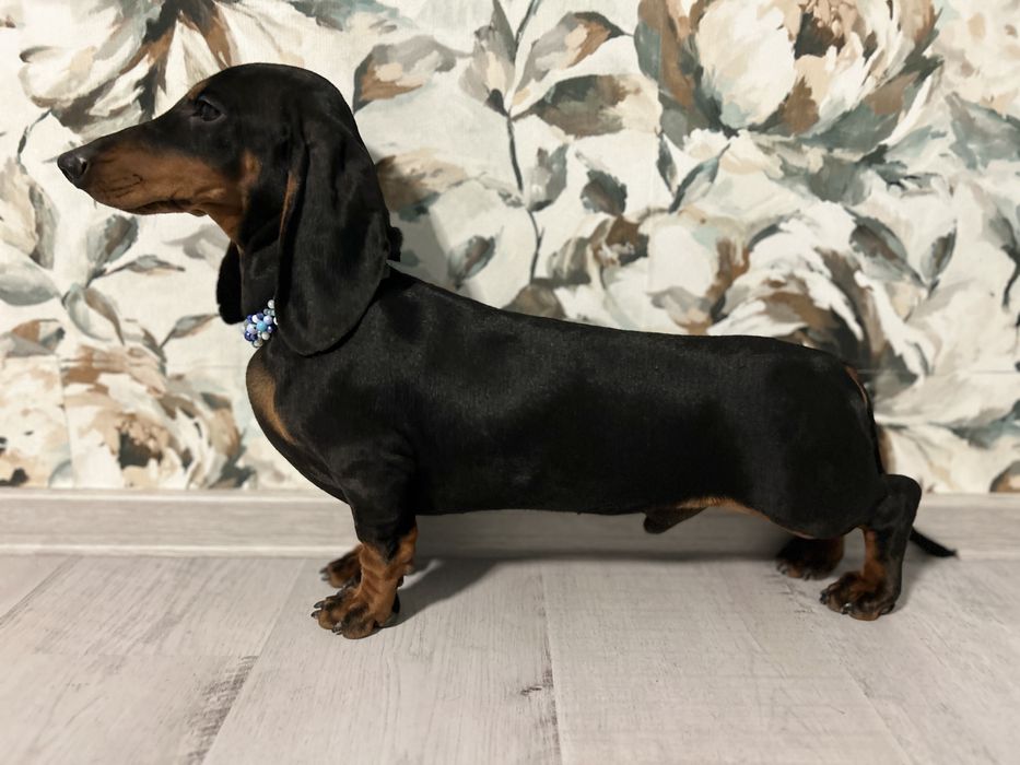 Mascul teckel cu Pedigree FCI