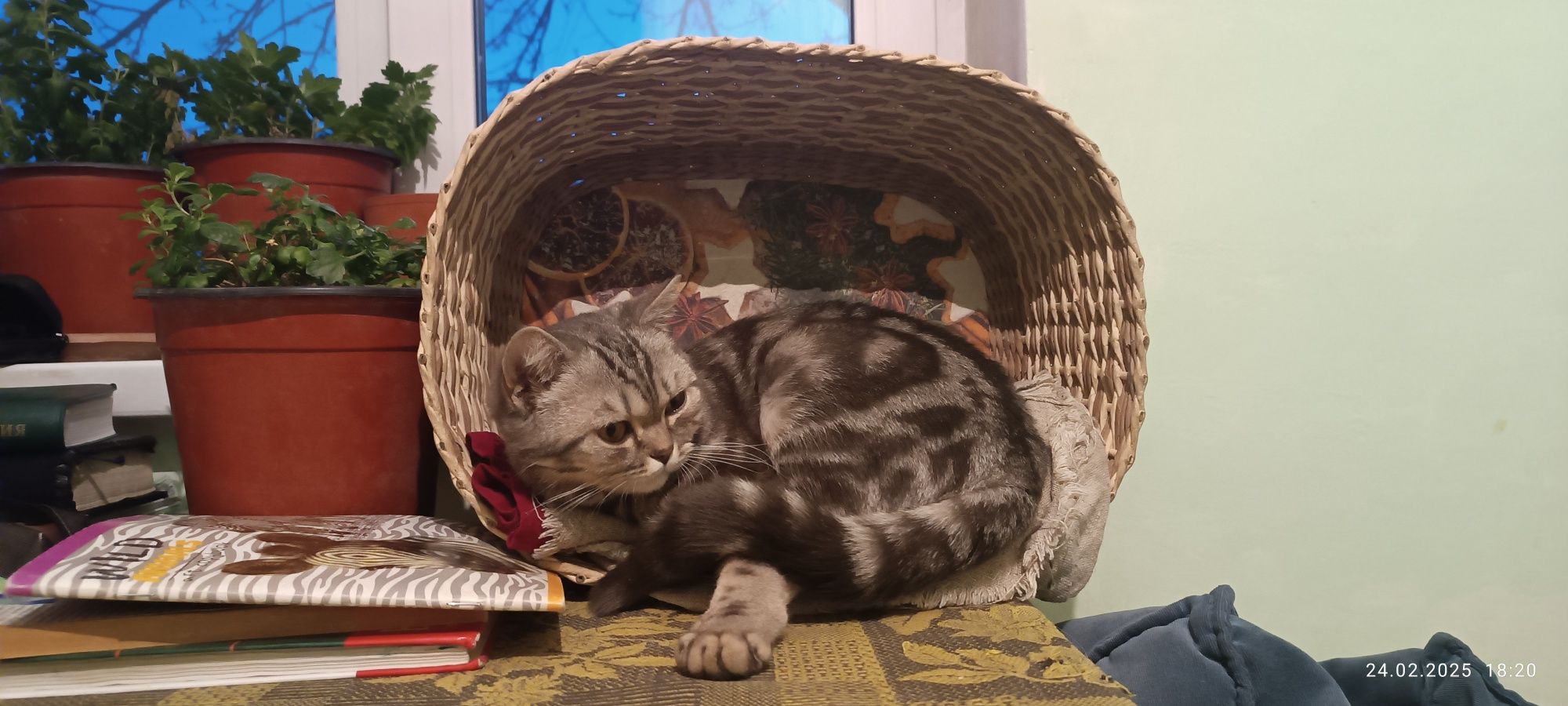 Пропала кошка, помогите найти