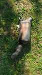 Filtru particule BMW 320 Diesel 184 CP